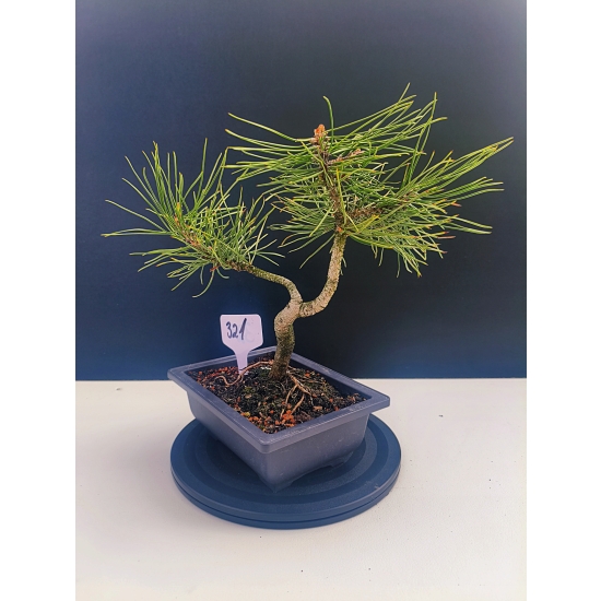 Żywe Drzewko Bonsai Sosna Czarna Pinus Nigra 10-letni na PREZENT 321