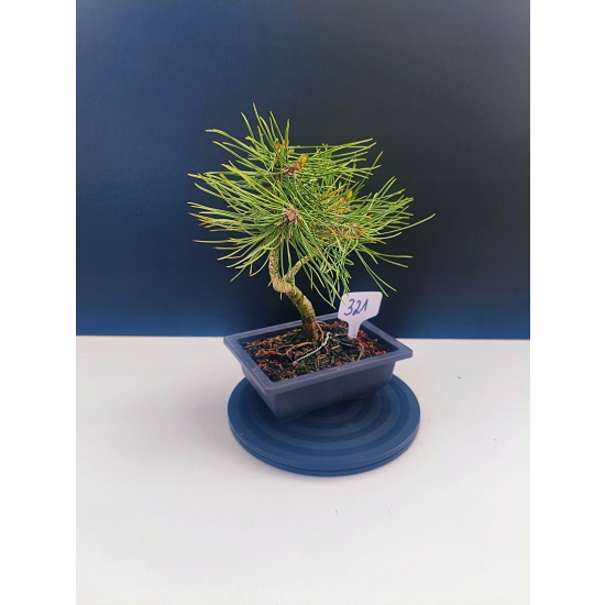 Żywe Drzewko Bonsai Sosna Czarna Pinus Nigra 10-letni na PREZENT 321