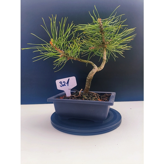 Żywe Drzewko Bonsai Sosna Czarna Pinus Nigra 10-letni na PREZENT 321
