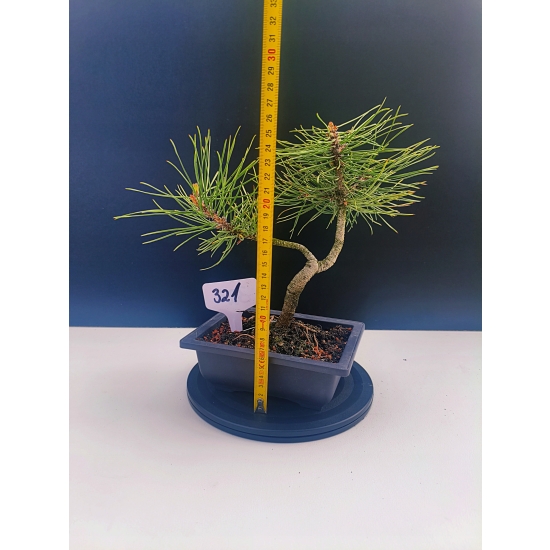 Żywe Drzewko Bonsai Sosna Czarna Pinus Nigra 10-letni na PREZENT 321