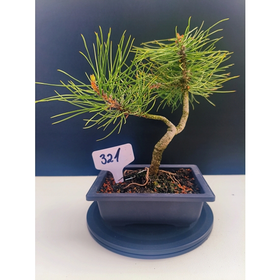 Żywe Drzewko Bonsai Sosna Czarna Pinus Nigra 10-letni na PREZENT 321