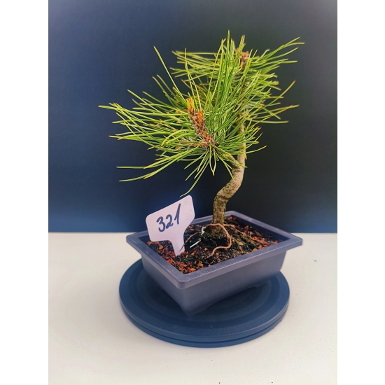 Żywe Drzewko Bonsai Sosna Czarna Pinus Nigra 10-letni na PREZENT 321