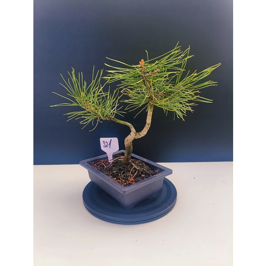 Żywe Drzewko Bonsai Sosna Czarna Pinus Nigra 10-letni na PREZENT 321