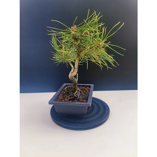 Żywe Drzewko Bonsai Sosna Czarna Pinus Nigra 10-letni na PREZENT 321