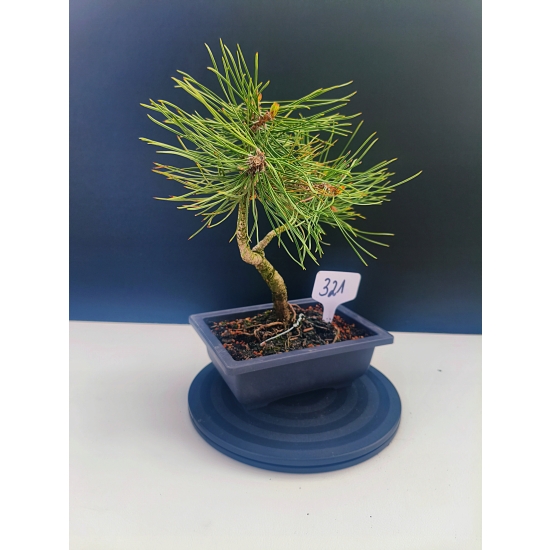 Żywe Drzewko Bonsai Sosna Czarna Pinus Nigra 10-letni na PREZENT 321