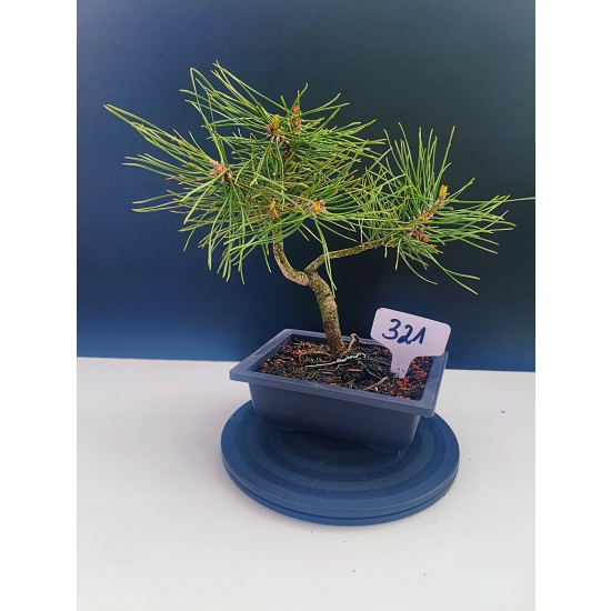 Żywe Drzewko Bonsai Sosna Czarna Pinus Nigra 10-letni na PREZENT 321