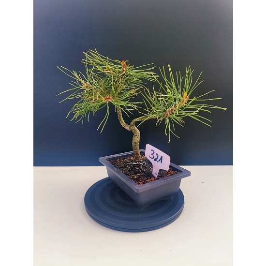 Żywe Drzewko Bonsai Sosna Czarna Pinus Nigra 10-letni na PREZENT 321