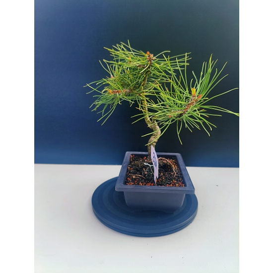 Żywe Drzewko Bonsai Sosna Czarna Pinus Nigra 10-letni na PREZENT 321
