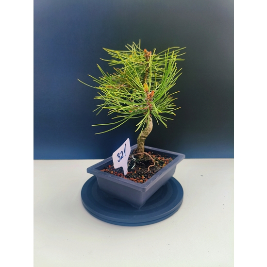 Żywe Drzewko Bonsai Sosna Czarna Pinus Nigra 10-letni na PREZENT 321