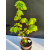 Żywe Drzewko Bonsai Lipa Drobnolistna Tilia Cordata 67cm 11-letnia 003