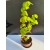 Żywe Drzewko Bonsai Lipa Drobnolistna Tilia Cordata 67cm 11-letnia 003