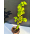 Żywe Drzewko Bonsai Lipa Drobnolistna Tilia Cordata 67cm 11-letnia 003