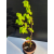 Żywe Drzewko Bonsai Lipa Drobnolistna Tilia Cordata 67cm 11-letnia 003