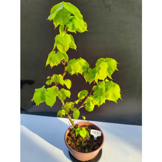 Żywe Drzewko Bonsai Lipa Drobnolistna Tilia Cordata 67cm 11-letnia 003