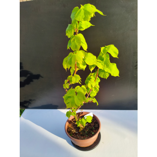 Żywe Drzewko Bonsai Lipa Drobnolistna Tilia Cordata 67cm 11-letnia 003