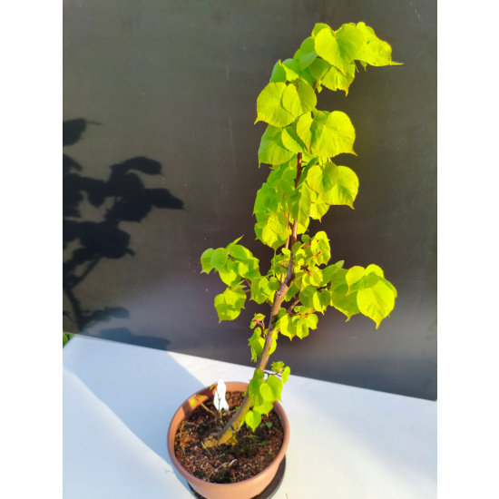 Żywe Drzewko Bonsai Lipa Drobnolistna Tilia Cordata 67cm 11-letnia 003