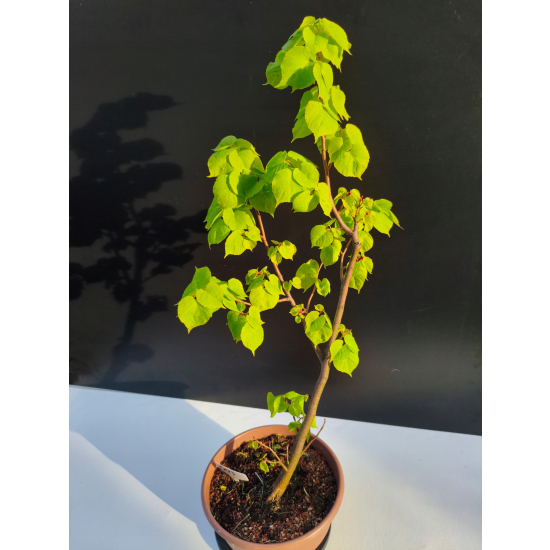 Żywe Drzewko Bonsai Lipa Drobnolistna Tilia Cordata 67cm 11-letnia 003