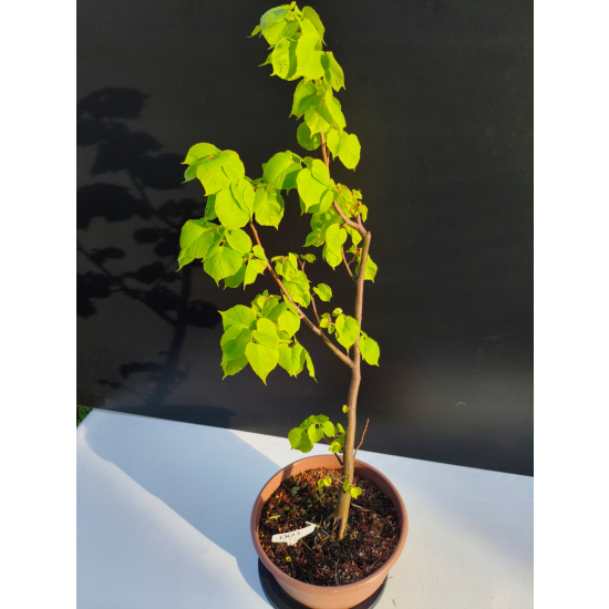 Żywe Drzewko Bonsai Lipa Drobnolistna Tilia Cordata 67cm 11-letnia 003