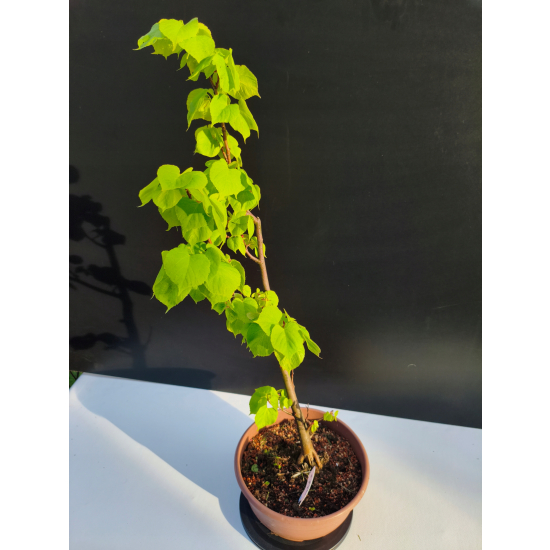 Żywe Drzewko Bonsai Lipa Drobnolistna Tilia Cordata 67cm 11-letnia 003