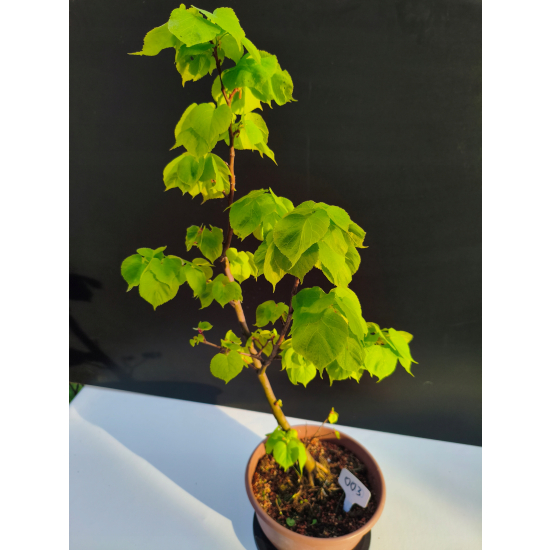 Żywe Drzewko Bonsai Lipa Drobnolistna Tilia Cordata 67cm 11-letnia 003