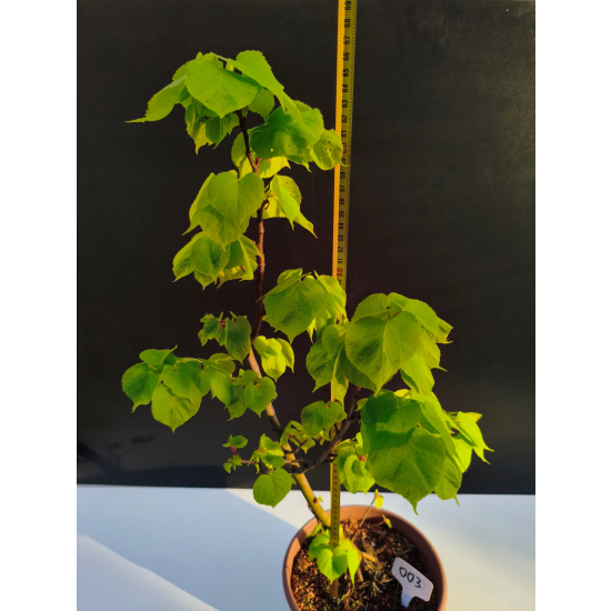 Żywe Drzewko Bonsai Lipa Drobnolistna Tilia Cordata 67cm 11-letnia 003