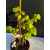 Żywe Drzewko Bonsai Lipa Drobnolistna Tilia Cordata 42cm 11-letnia 004