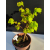 Żywe Drzewko Bonsai Lipa Drobnolistna Tilia Cordata 42cm 11-letnia 004