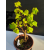 Żywe Drzewko Bonsai Lipa Drobnolistna Tilia Cordata 42cm 11-letnia 004