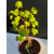 Żywe Drzewko Bonsai Lipa Drobnolistna Tilia Cordata 42cm 11-letnia 004