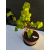 Żywe Drzewko Bonsai Lipa Drobnolistna Tilia Cordata 42cm 11-letnia 004