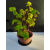 Żywe Drzewko Bonsai Lipa Drobnolistna Tilia Cordata 42cm 11-letnia 004