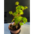 Żywe Drzewko Bonsai Lipa Drobnolistna Tilia Cordata 42cm 11-letnia 004