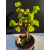 Żywe Drzewko Bonsai Lipa Drobnolistna Tilia Cordata 42cm 11-letnia 004