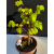 Żywe Drzewko Bonsai Lipa Drobnolistna Tilia Cordata 42cm 11-letnia 004