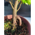 Żywe Drzewko Bonsai Lipa Drobnolistna Tilia Cordata 42cm 11-letnia 004