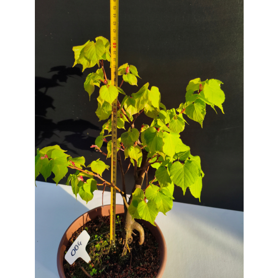 Żywe Drzewko Bonsai Lipa Drobnolistna Tilia Cordata 42cm 11-letnia 004