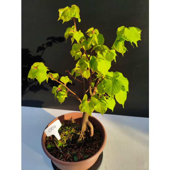 Żywe Drzewko Bonsai Lipa Drobnolistna Tilia Cordata 42cm 11-letnia 004