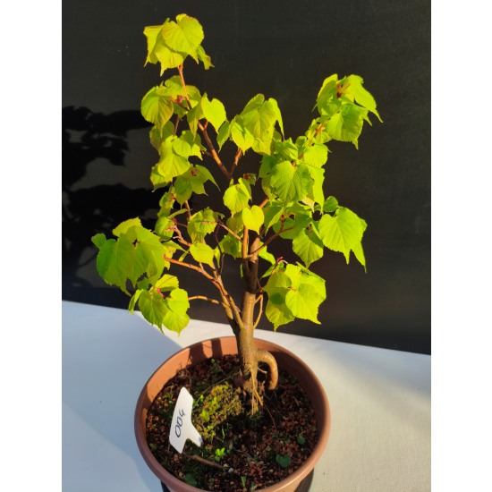 Żywe Drzewko Bonsai Lipa Drobnolistna Tilia Cordata 42cm 11-letnia 004
