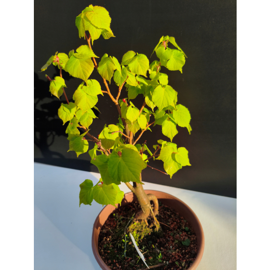 Żywe Drzewko Bonsai Lipa Drobnolistna Tilia Cordata 42cm 11-letnia 004