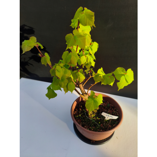 Żywe Drzewko Bonsai Lipa Drobnolistna Tilia Cordata 42cm 11-letnia 004