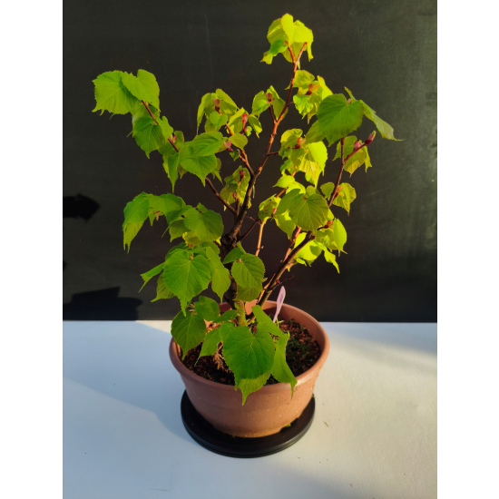 Żywe Drzewko Bonsai Lipa Drobnolistna Tilia Cordata 42cm 11-letnia 004