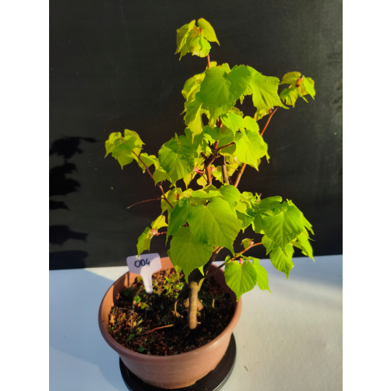 Żywe Drzewko Bonsai Lipa Drobnolistna Tilia Cordata 42cm 11-letnia 004