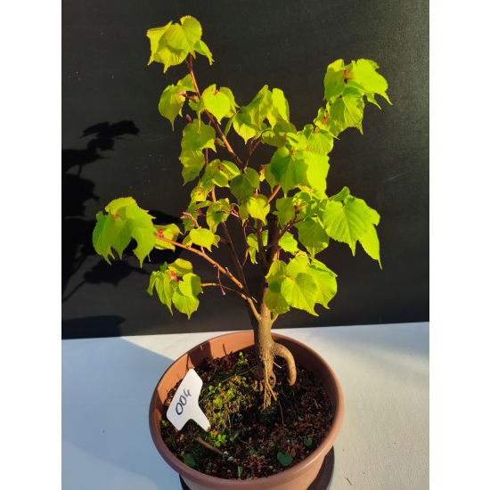 Żywe Drzewko Bonsai Lipa Drobnolistna Tilia Cordata 42cm 11-letnia 004