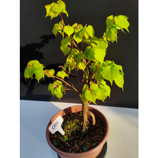 Żywe Drzewko Bonsai Lipa Drobnolistna Tilia Cordata 42cm 11-letnia 004