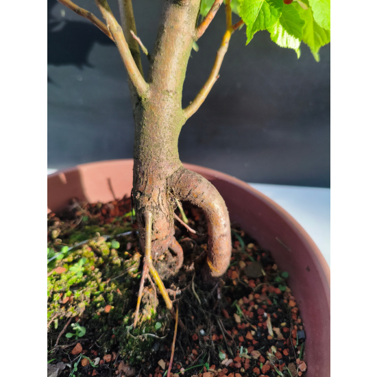 Żywe Drzewko Bonsai Lipa Drobnolistna Tilia Cordata 42cm 11-letnia 004