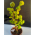 Żywe Drzewko Bonsai Lipa Drobnolistna Tilia Cordata 52cm 11-letnia 005