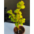 Żywe Drzewko Bonsai Lipa Drobnolistna Tilia Cordata 52cm 11-letnia 005