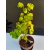 Żywe Drzewko Bonsai Lipa Drobnolistna Tilia Cordata 52cm 11-letnia 005