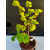 Żywe Drzewko Bonsai Lipa Drobnolistna Tilia Cordata 52cm 11-letnia 005