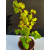 Żywe Drzewko Bonsai Lipa Drobnolistna Tilia Cordata 52cm 11-letnia 005